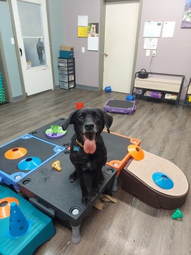 Great Dog Daycare & Training - Photo 2