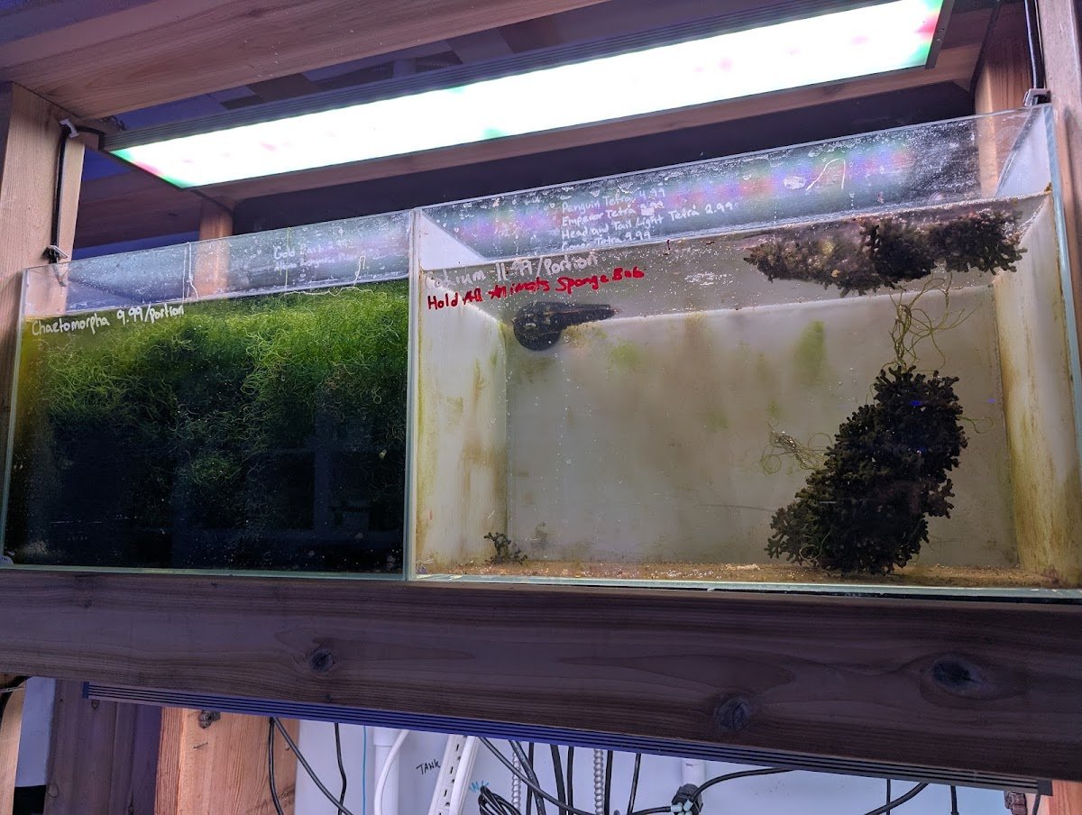 Barrier Reef Aquariums - Photo 2