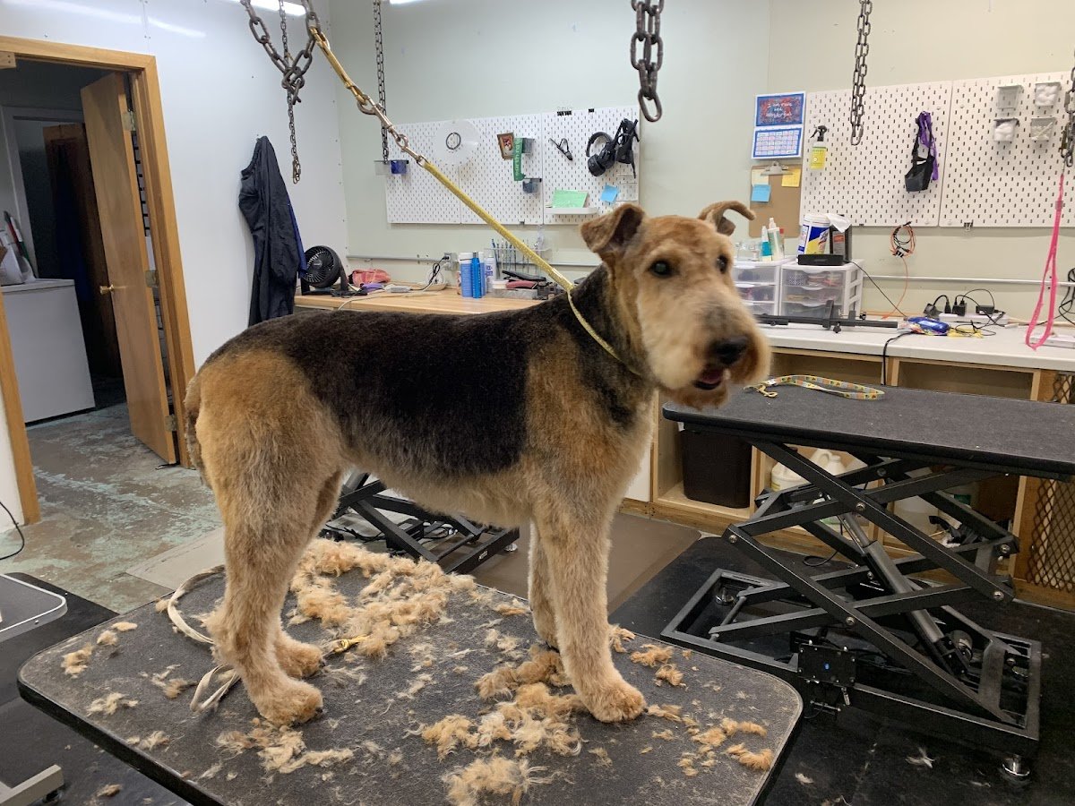 Dog Star Grooming - Photo 2