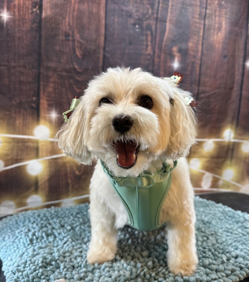 El DOGO Pet Grooming - Photo 2