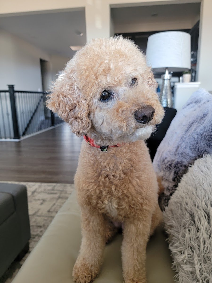 Linda the Groomer - Photo 2