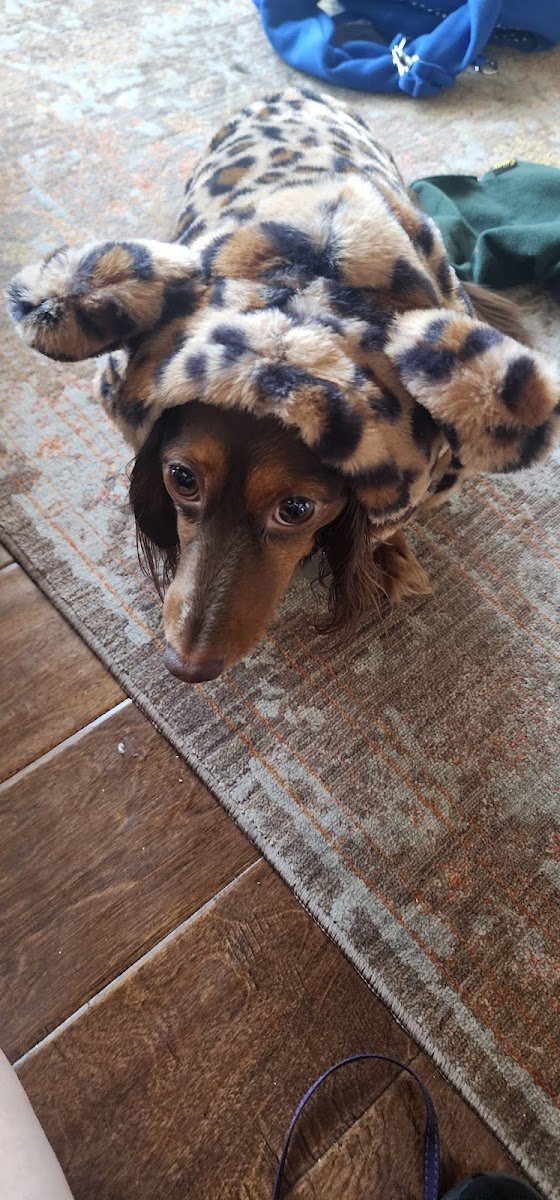 Raz's Grooming LLC - Photo 2