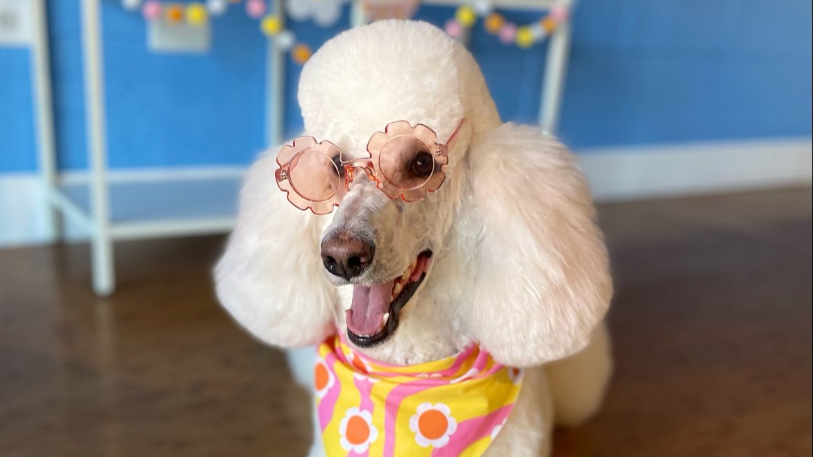 PaWash Pet Spa LLC - Photo 2
