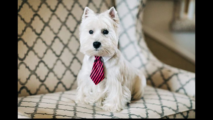Shear Magic Pet Grooming - Photo 2