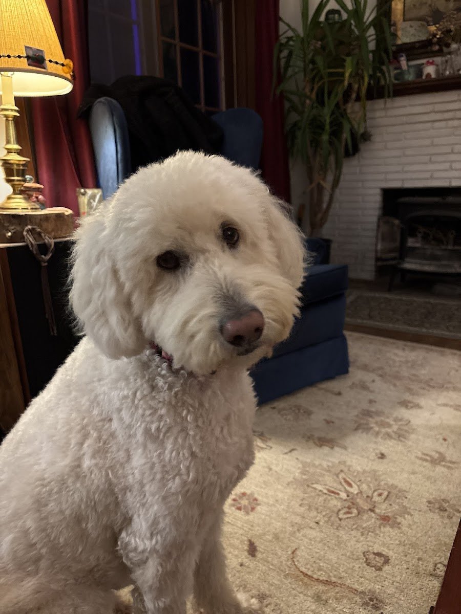 Tori's Pampered Pets - Photo 2
