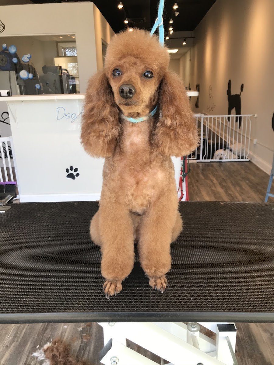 DOG GROOMING SERVICES - Photo 2