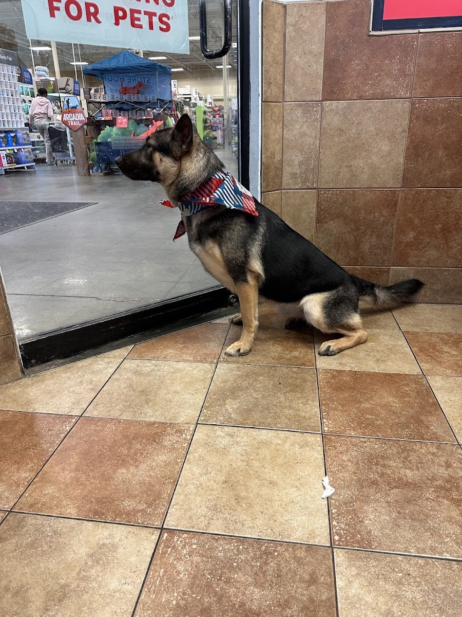 Cleverdog Grooming & Day Care - Photo 2