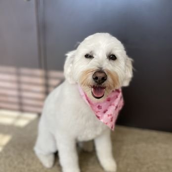 Perfectpaws Doggie Spa - Photo 2
