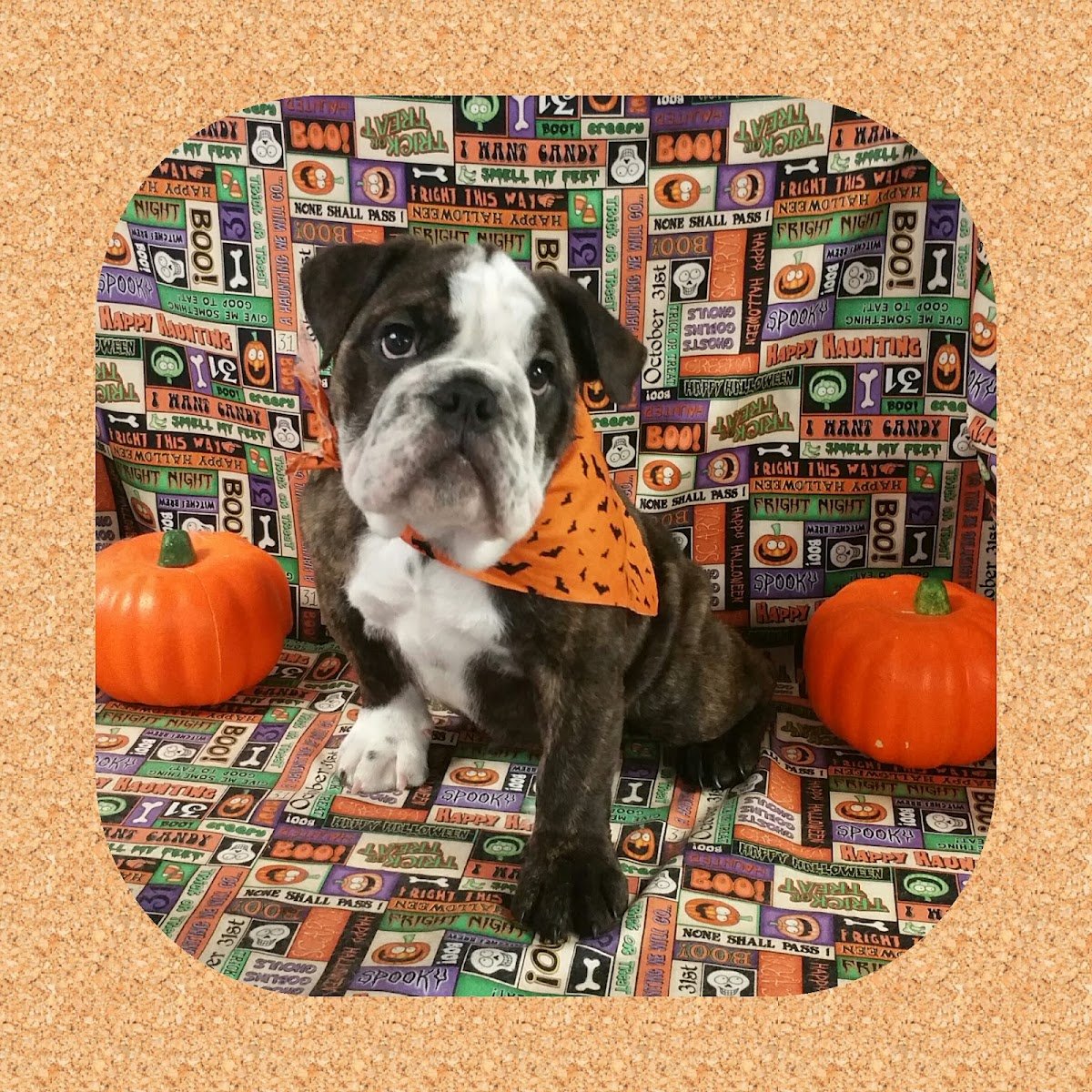 Pretty Pets - Photo 2