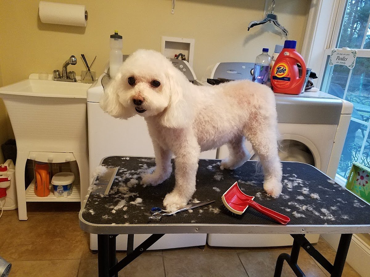 From Head to Tail Grooming Spa - Photo 2