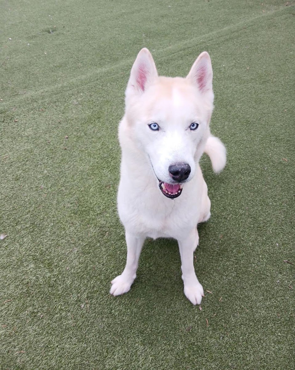 Paw Spa, LLC. - Photo 2