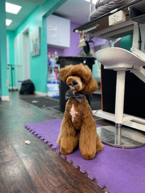 Coco Clips Dog Grooming - Photo 2