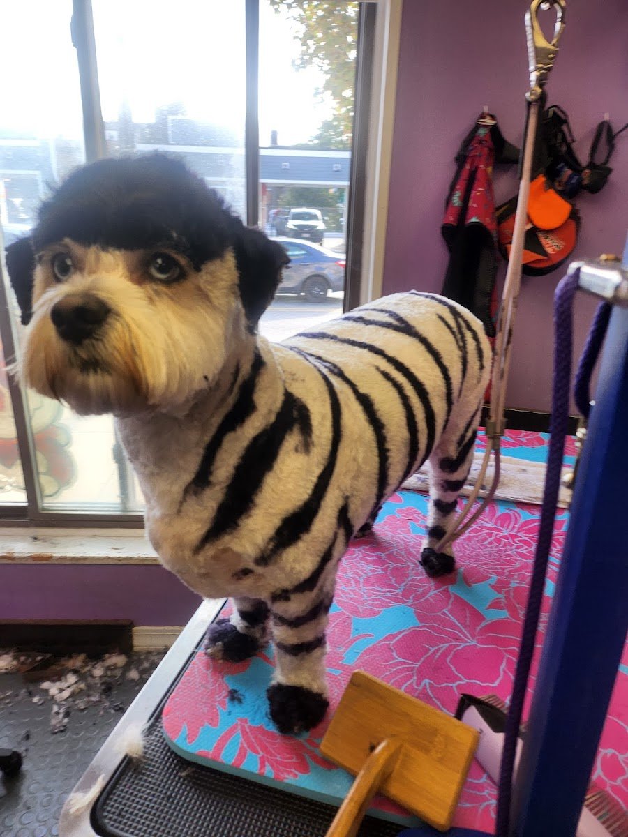 Pet Spa - Photo 2