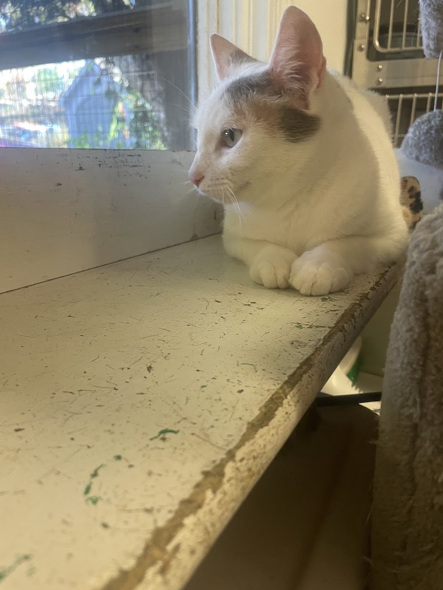 Milton Animal League - Photo 2