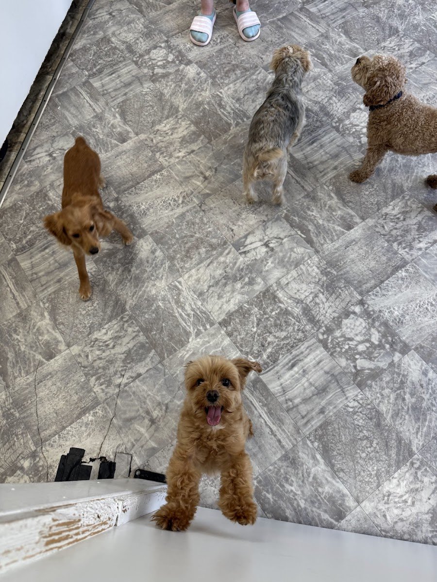 City Tails Pet Grooming - Photo 2