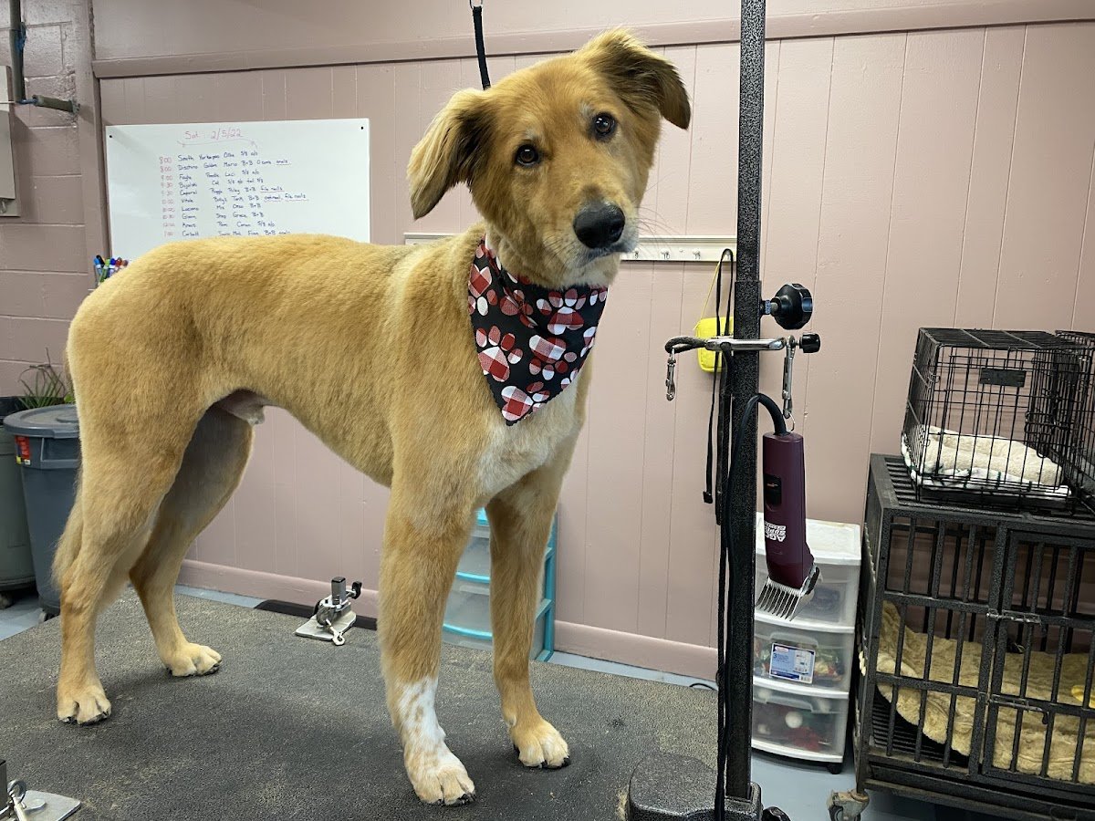 Groomingdales - Photo 2