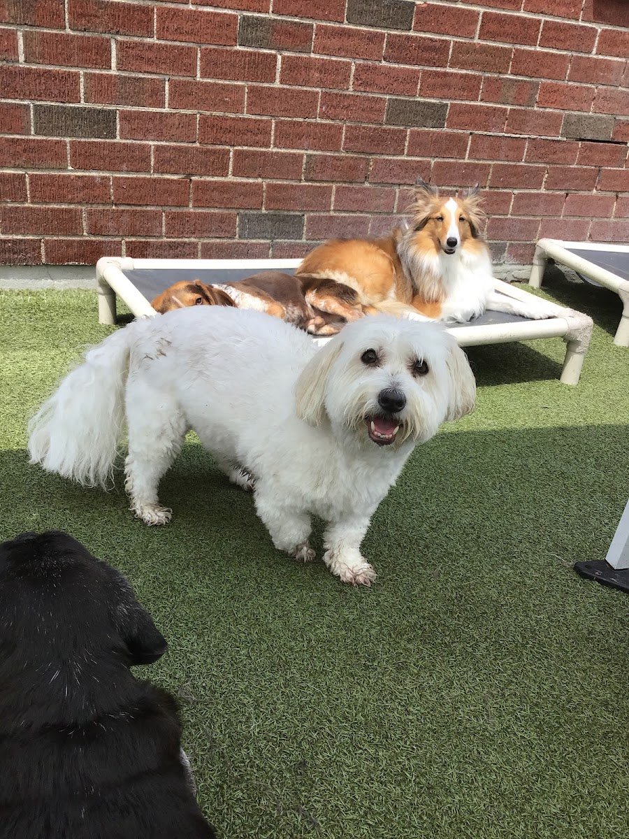 Bona-Fido - Photo 2