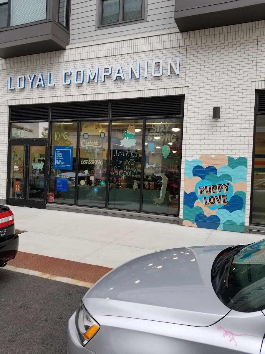 Loyal Companion - Photo 2