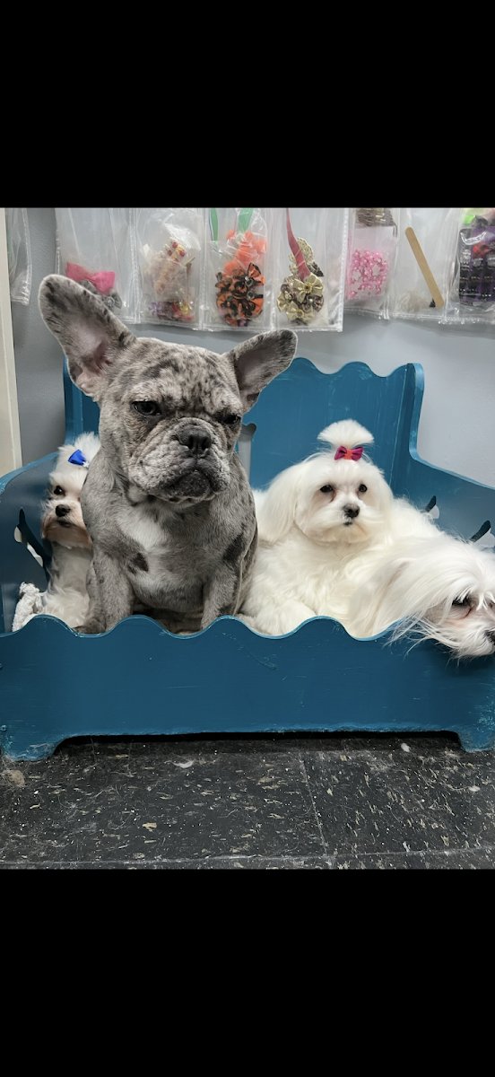 Five Star Dog Salon - Photo 2