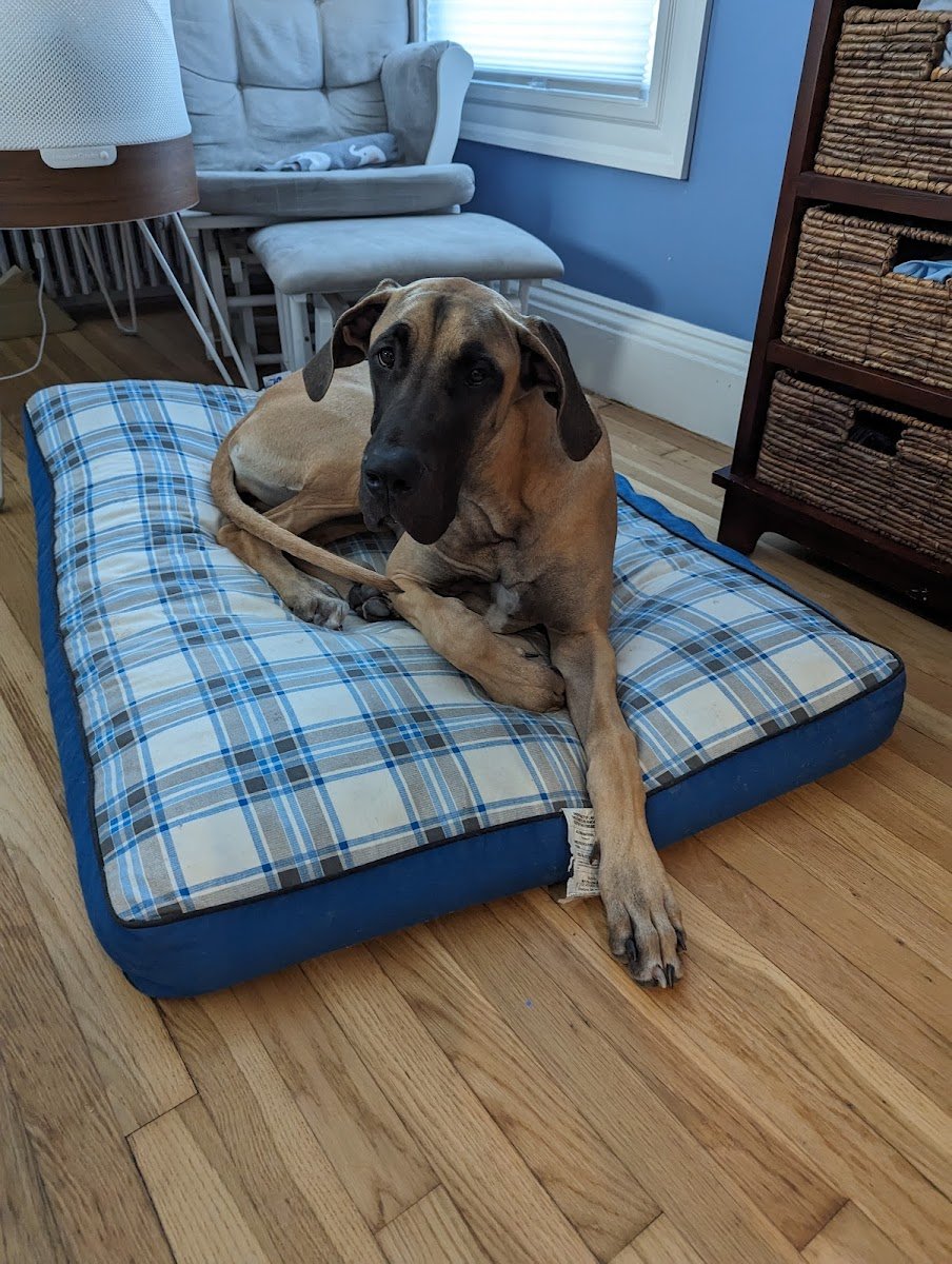 The Bark Club - Photo 2