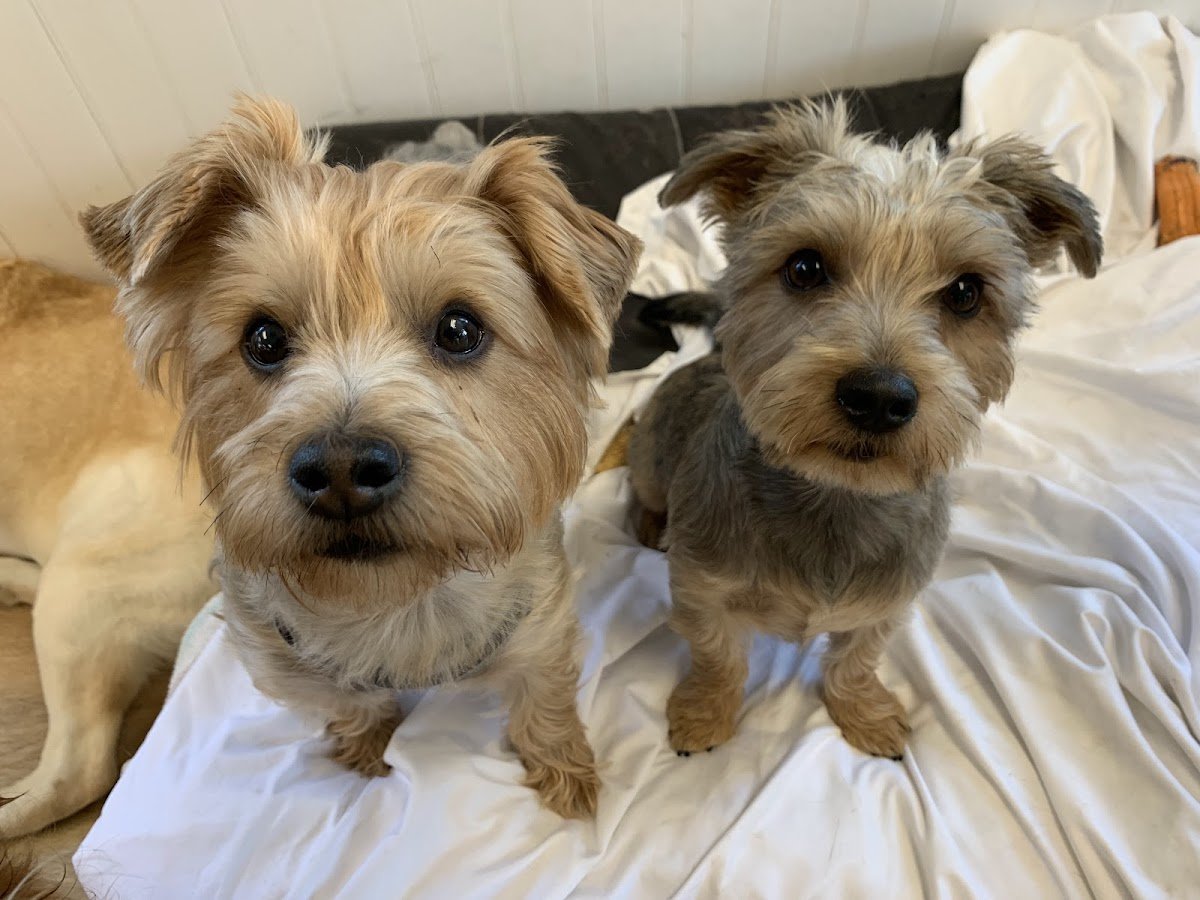 A Pet's Choice - Photo 2