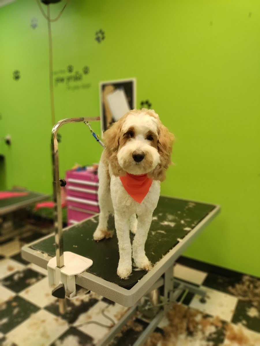 Dippity DO Dog - Photo 2