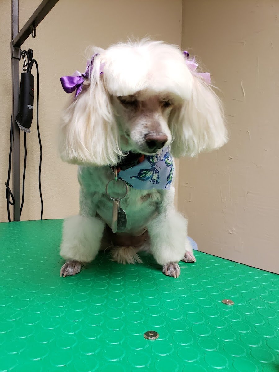 EP Pet Grooming - Photo 2
