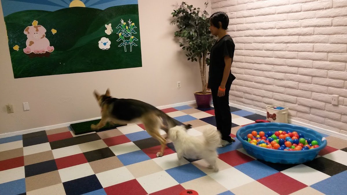 Agave Pet Grooming - Photo 2