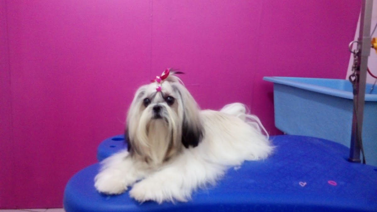 Pet Shop da Lulu