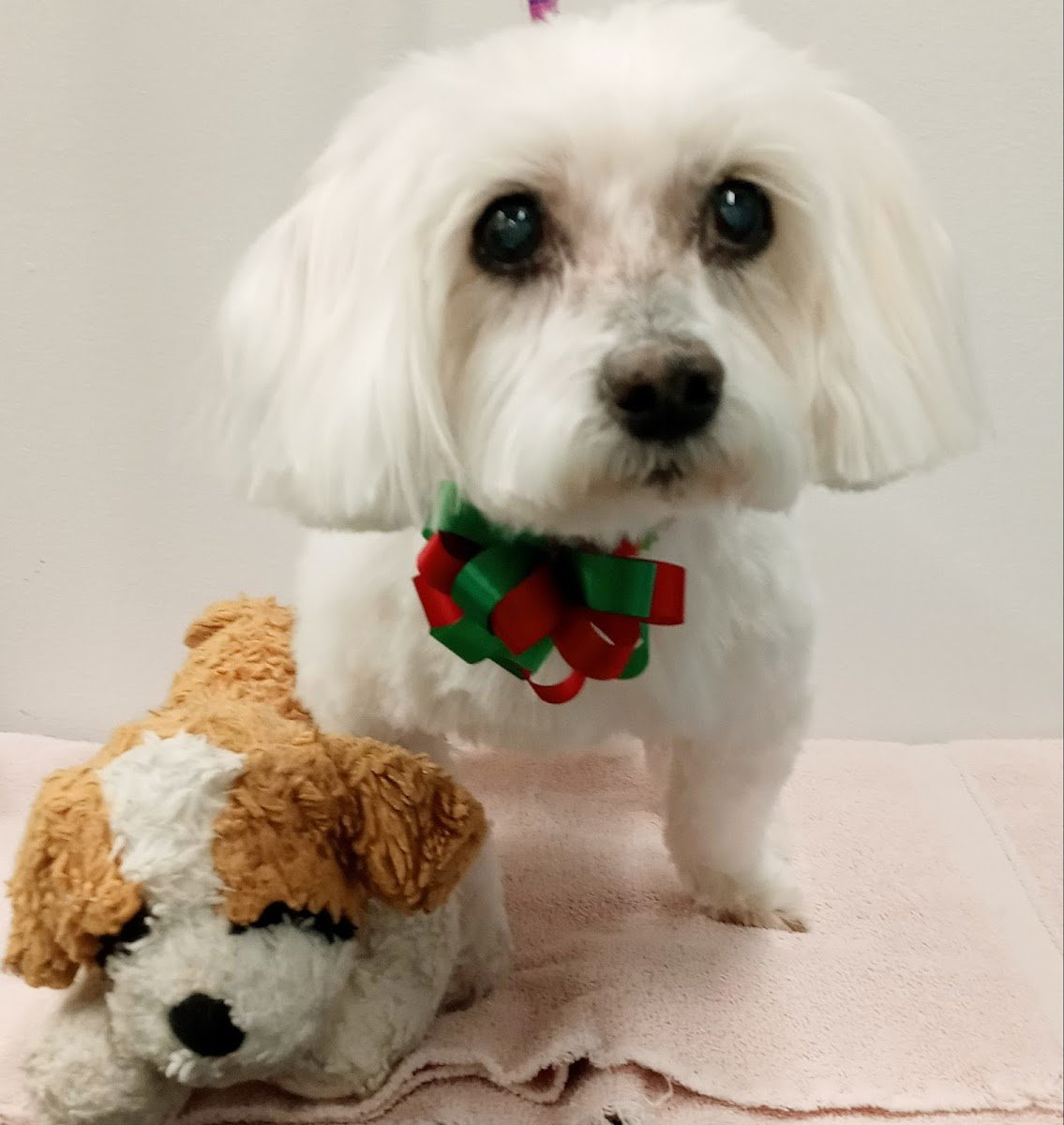 Head to Tails - Photo 2