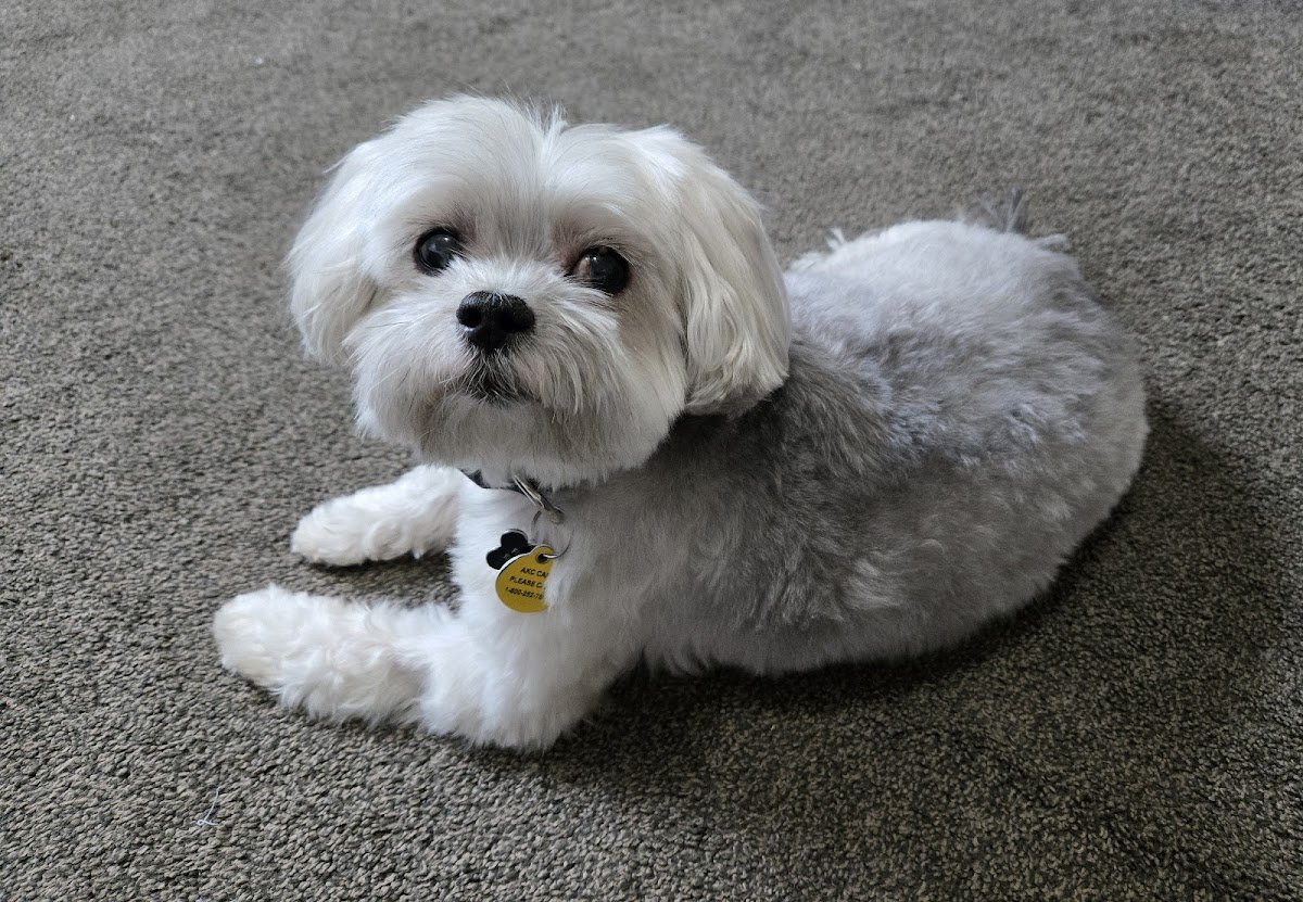 Pet-N-On-The-Ritz - Photo 2