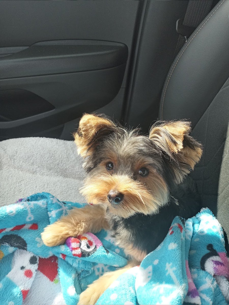 Elite Dog Grooming - Photo 2