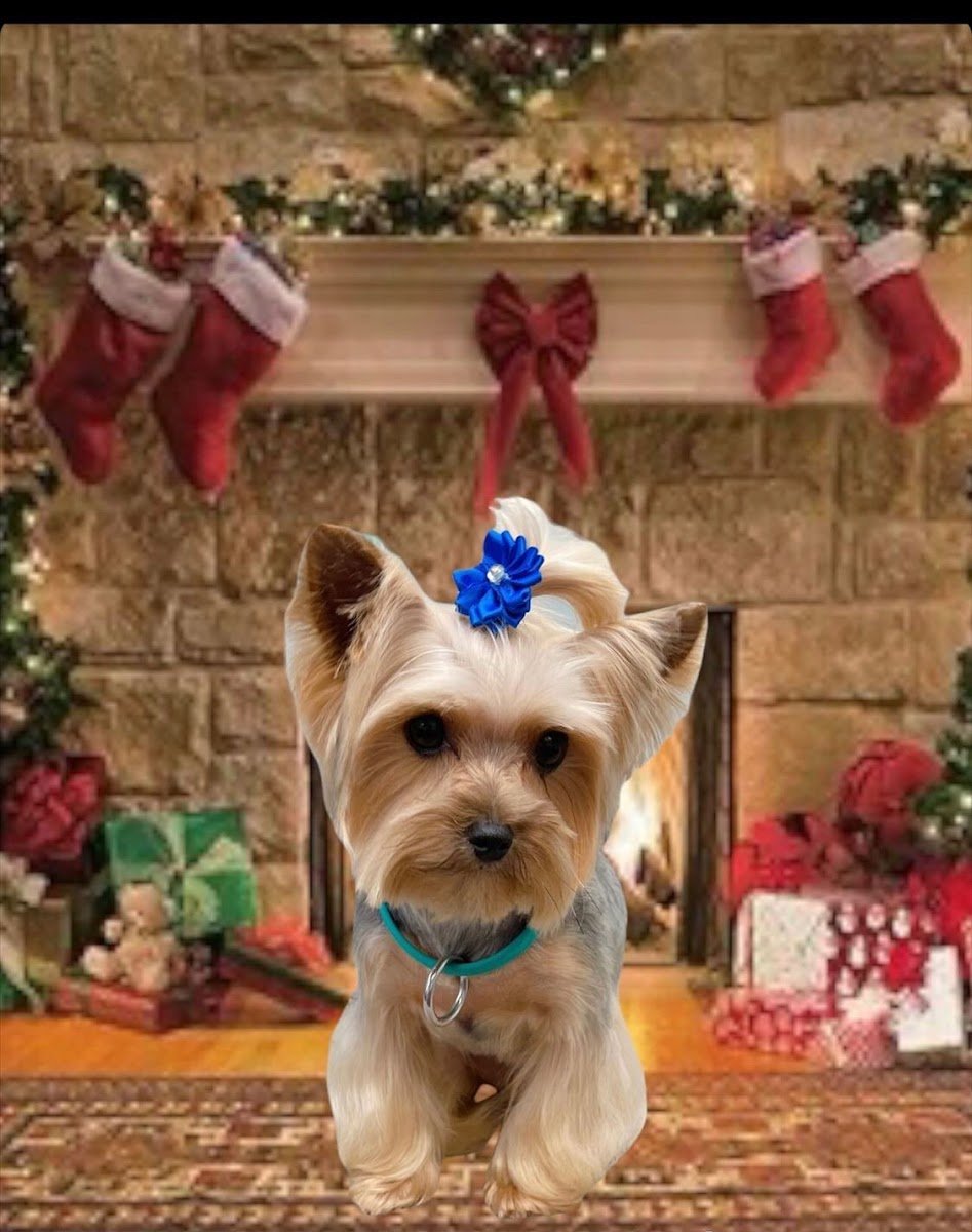 Splish Splash Pet Wash - Photo 2