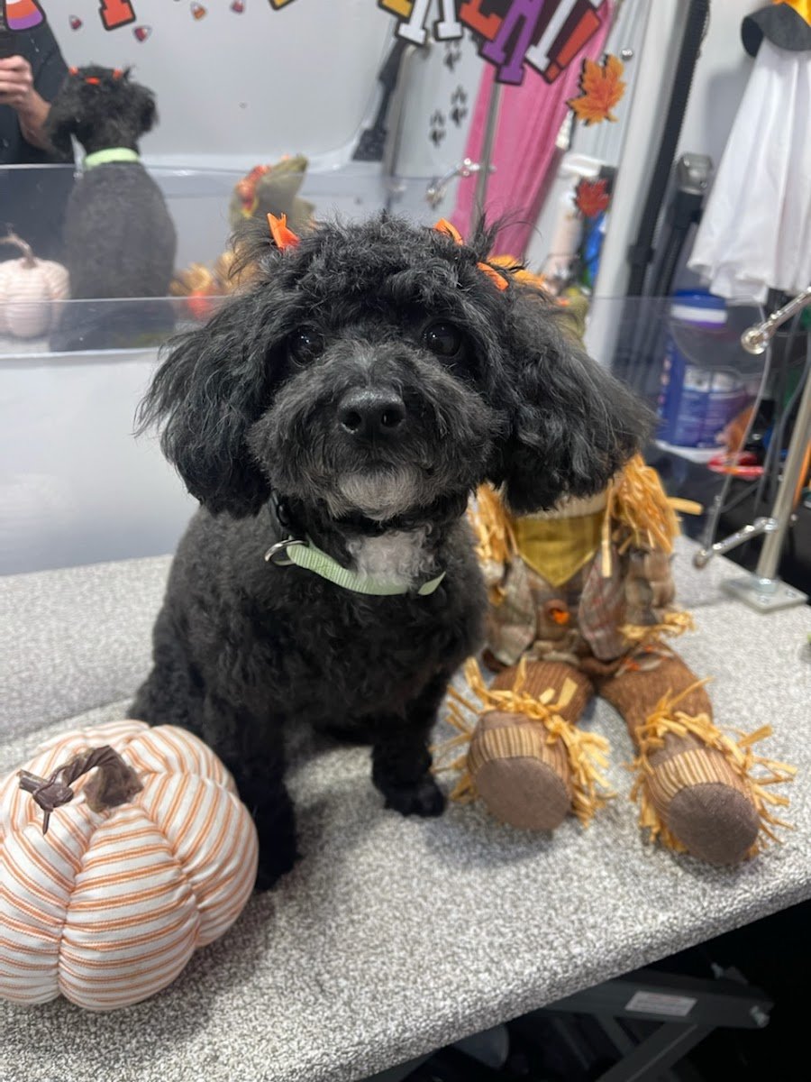 Pet Valu - Photo 2