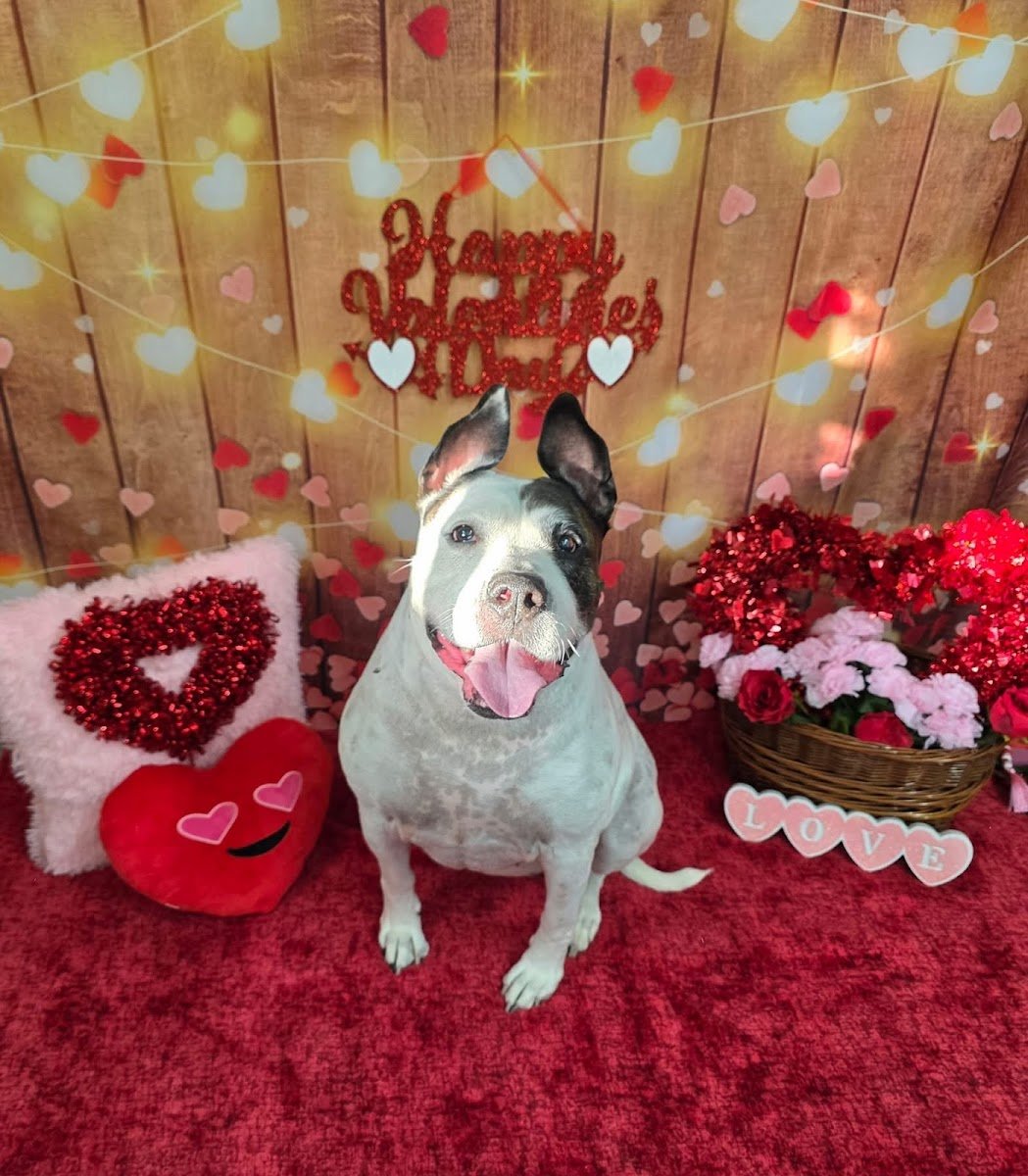 Stellar Salon For Pets - Photo 2