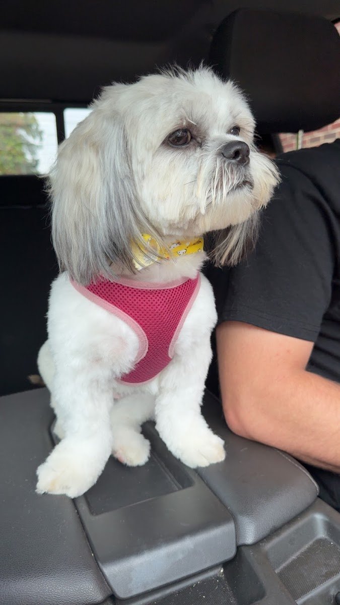 Puppy Love Grooming - Photo 2