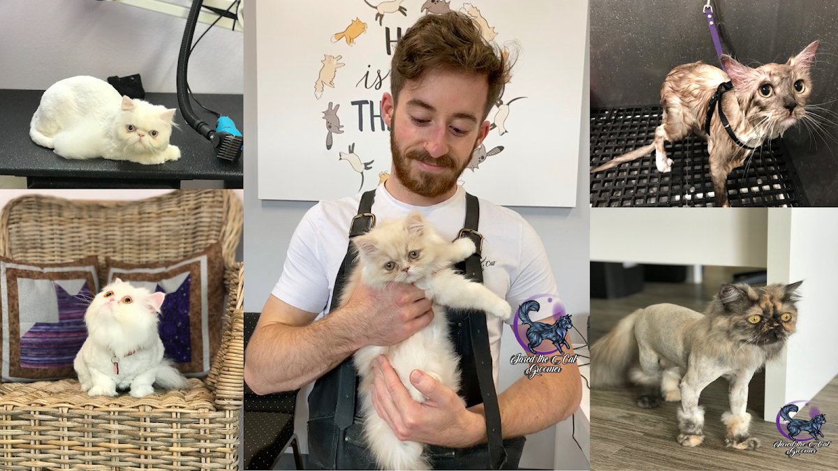 Jared The Cat Groomer - Photo 2