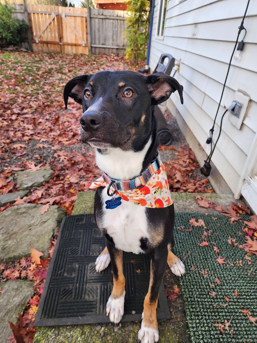 Bubbles & Bows Pet Spa - Photo 2