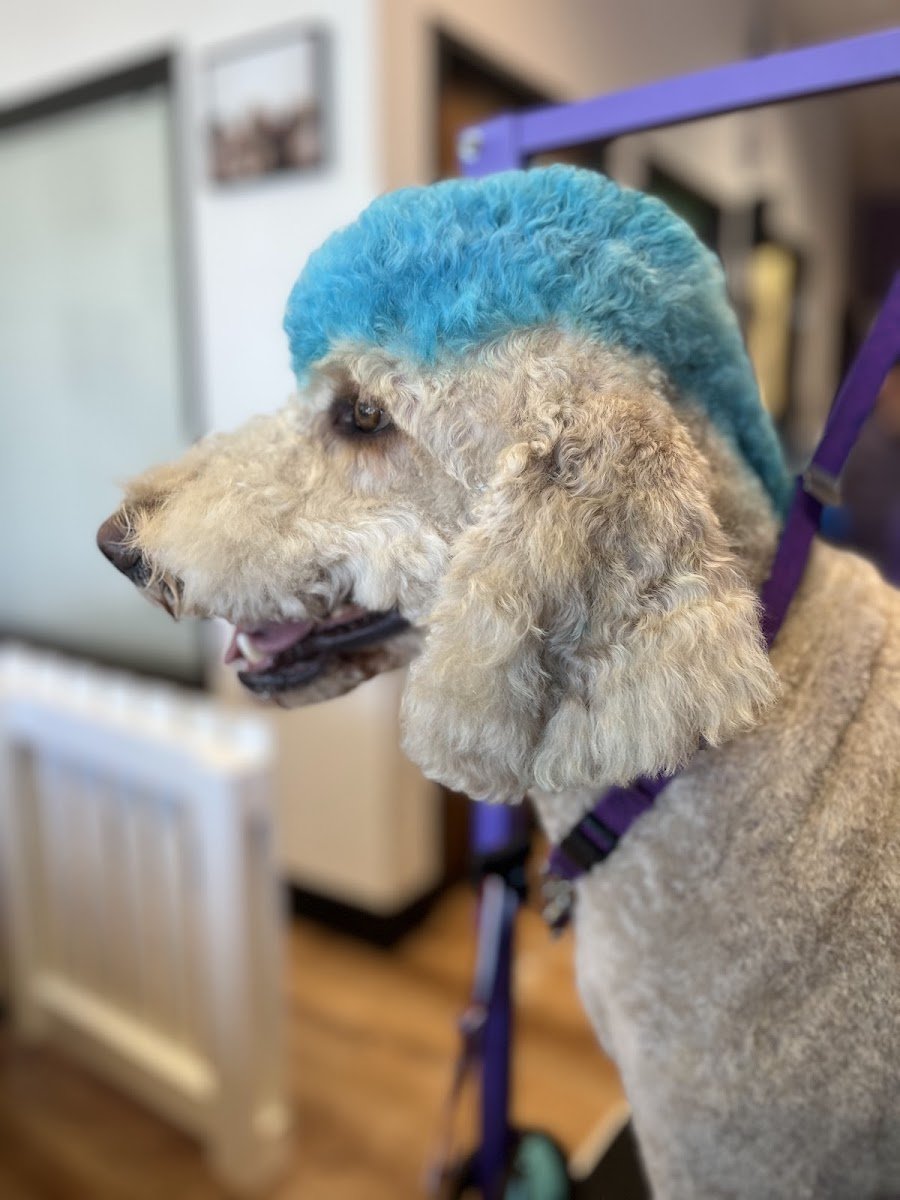 Annie’s Grooming - Photo 2