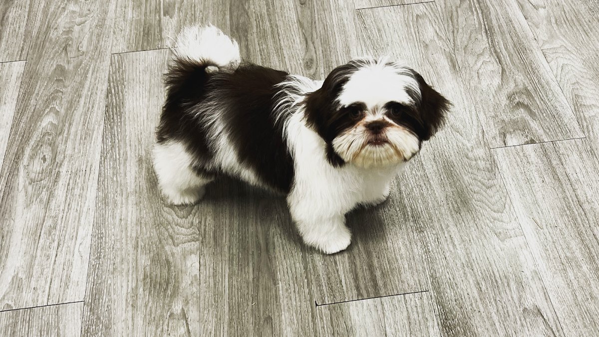Doggie Do Grooming - Photo 2