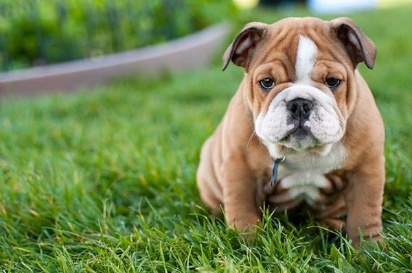 Nevada Puppy Store - Photo 2