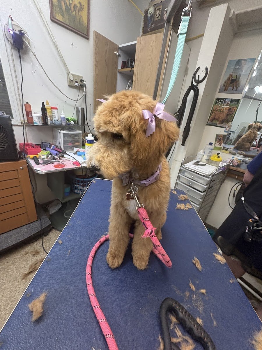 PetSmart - Photo 2