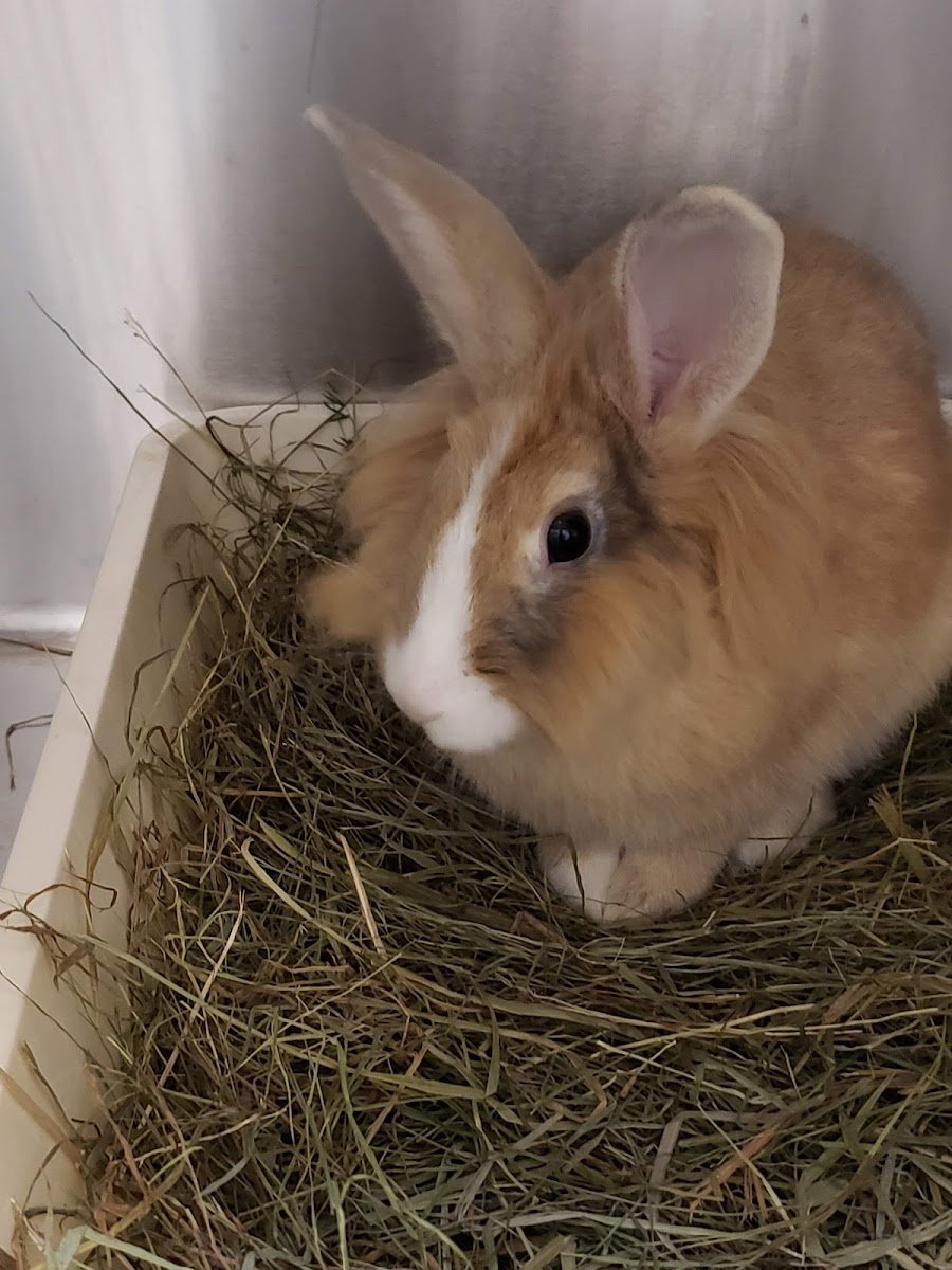 Bunnies Matter - Photo 2