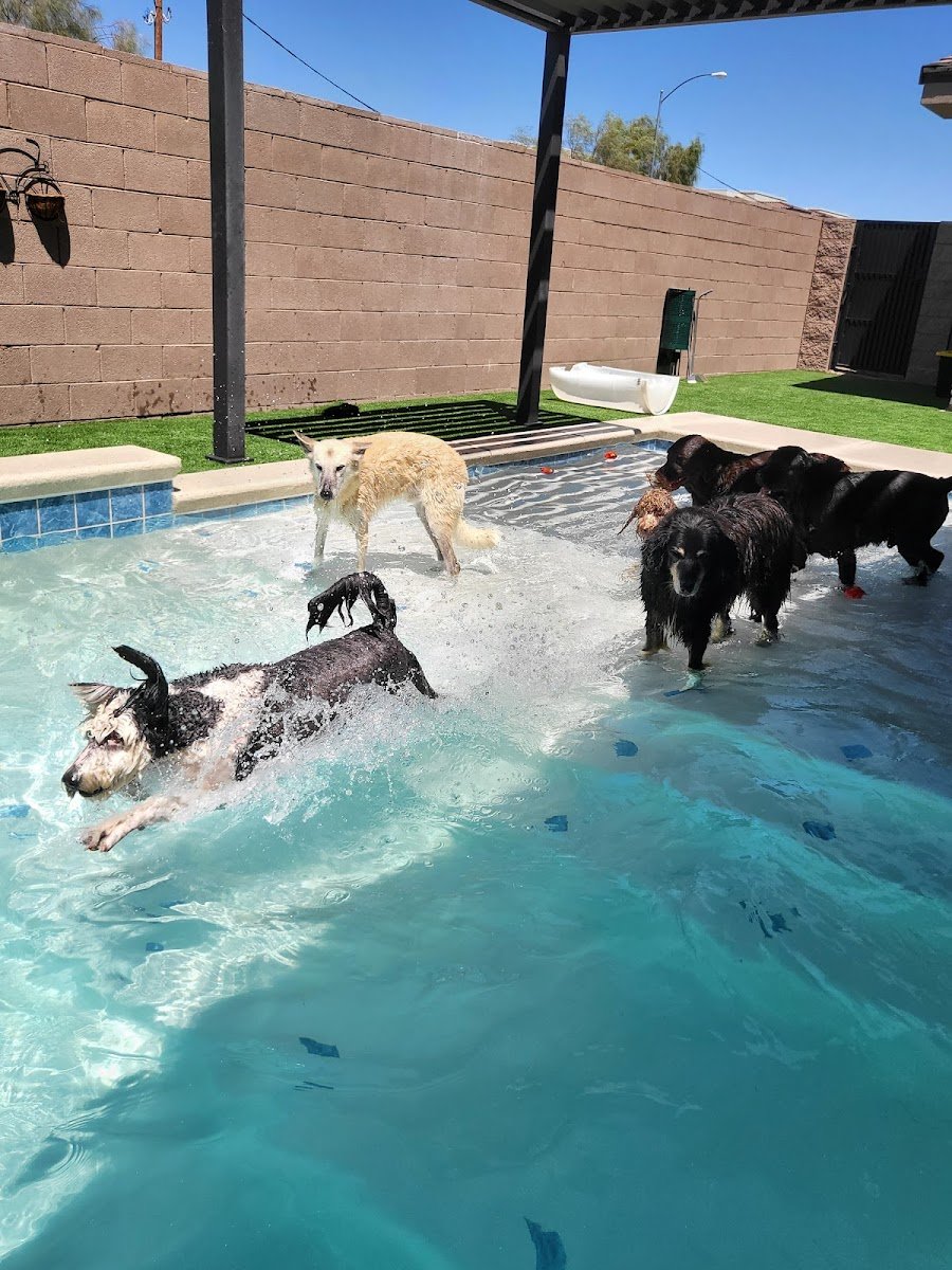 K-9 Kountry - Photo 2