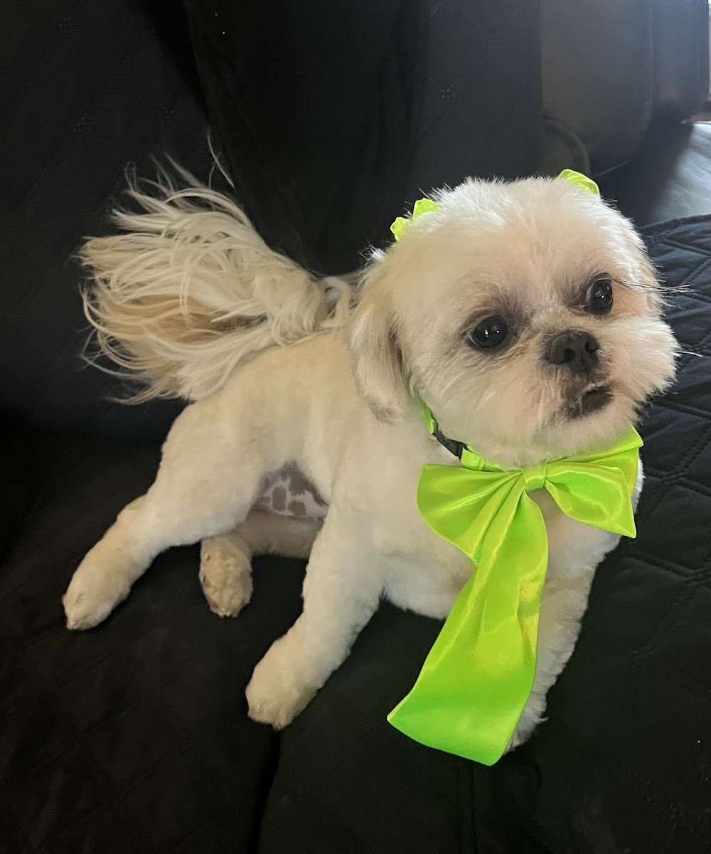 Leashes Pet Salon - Photo 2
