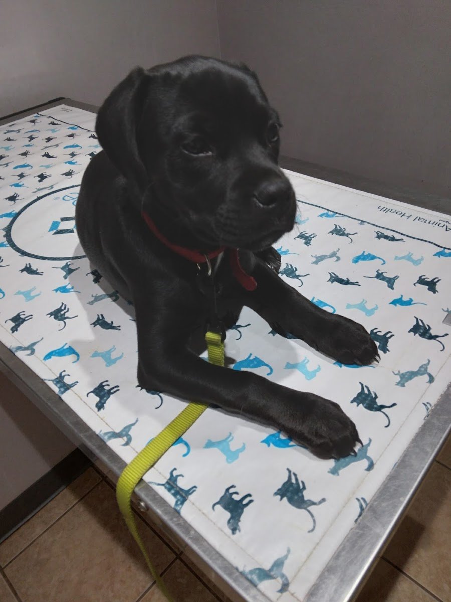 Utopia Animal Hospital - Photo 2