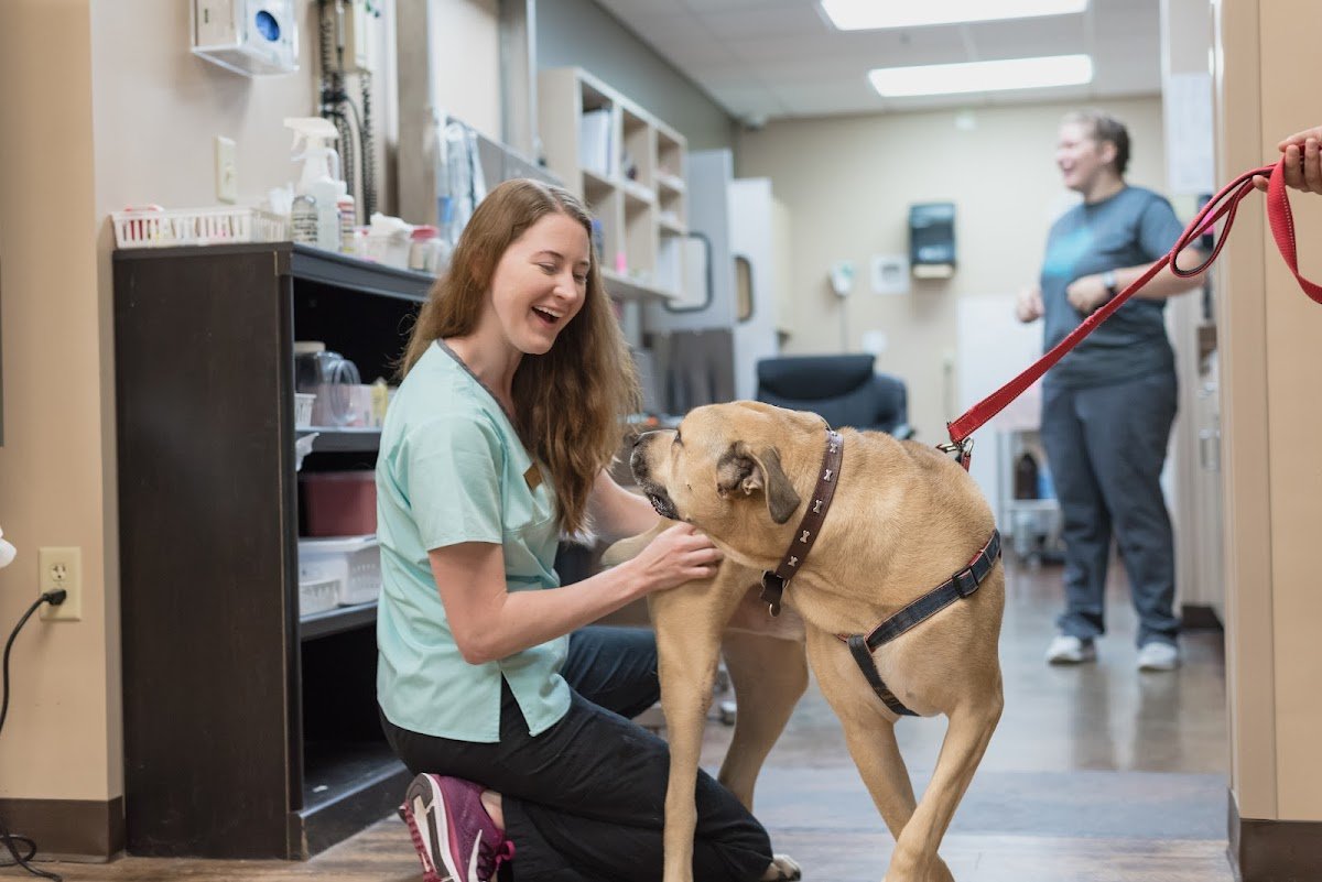 The Pet Hospitals - Photo 2