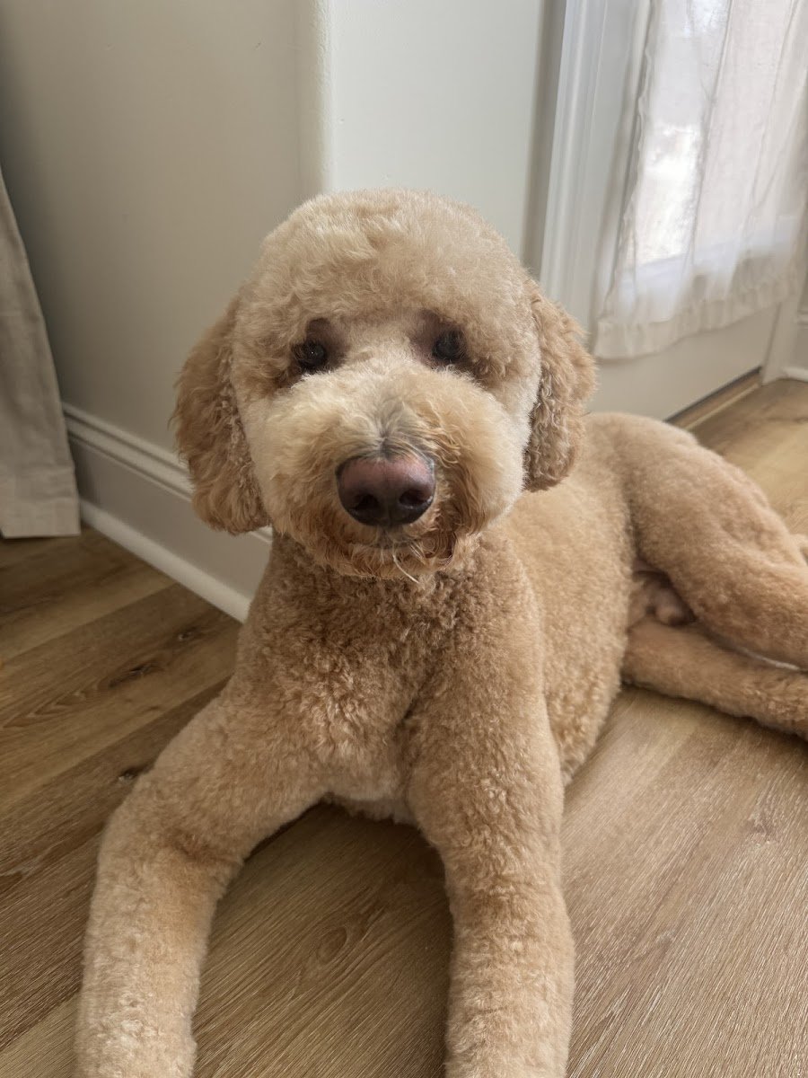 Pampered Paws Pet Grooming - Photo 2