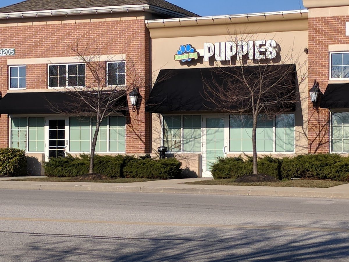 Charm City Puppies - Photo 2