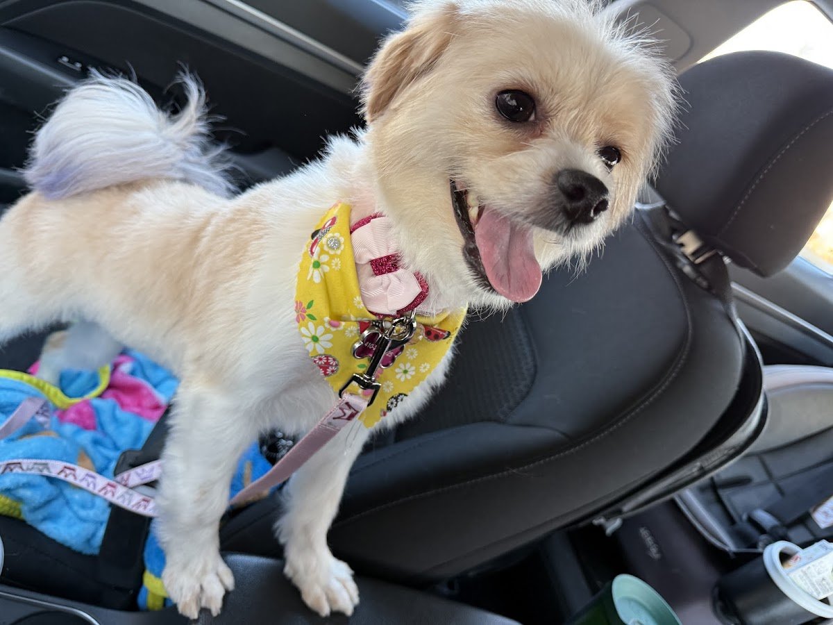 Crystal's K-9 Cutz - Photo 2